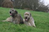 IRISH WOLFHOUND 393